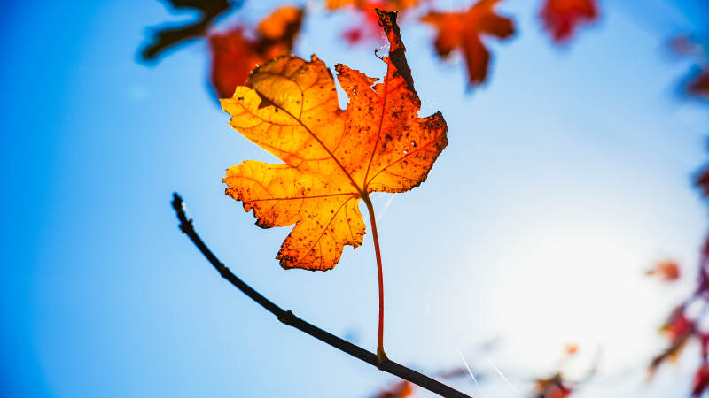 秋叶映蓝天图片