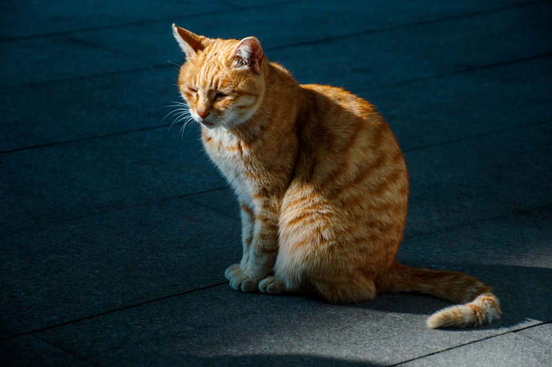 橙猫静坐光影中图片