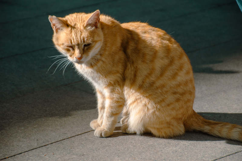 橙猫静坐街头图片