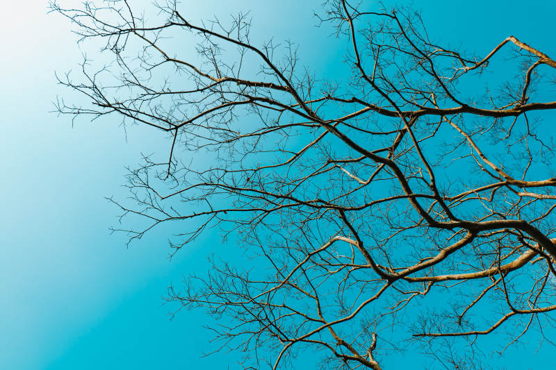 枝干映蓝天图片