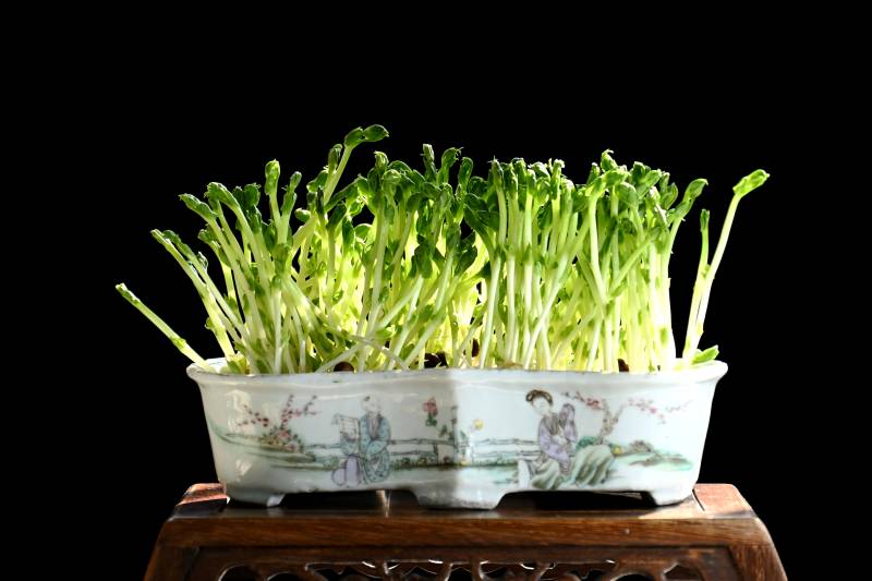 无土栽培豆芽苗盆景图片