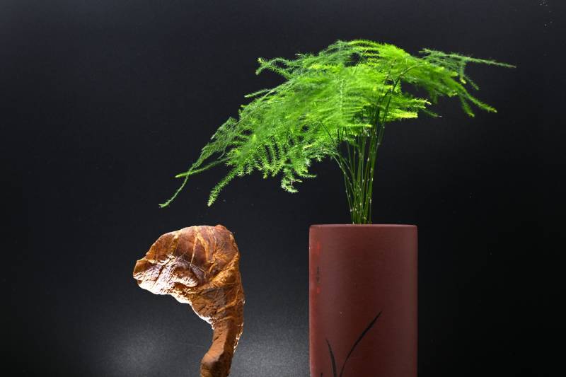 绿植文竹与古老灵壁石的静谧对话图片