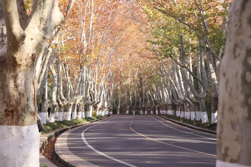 秋日林荫道图片