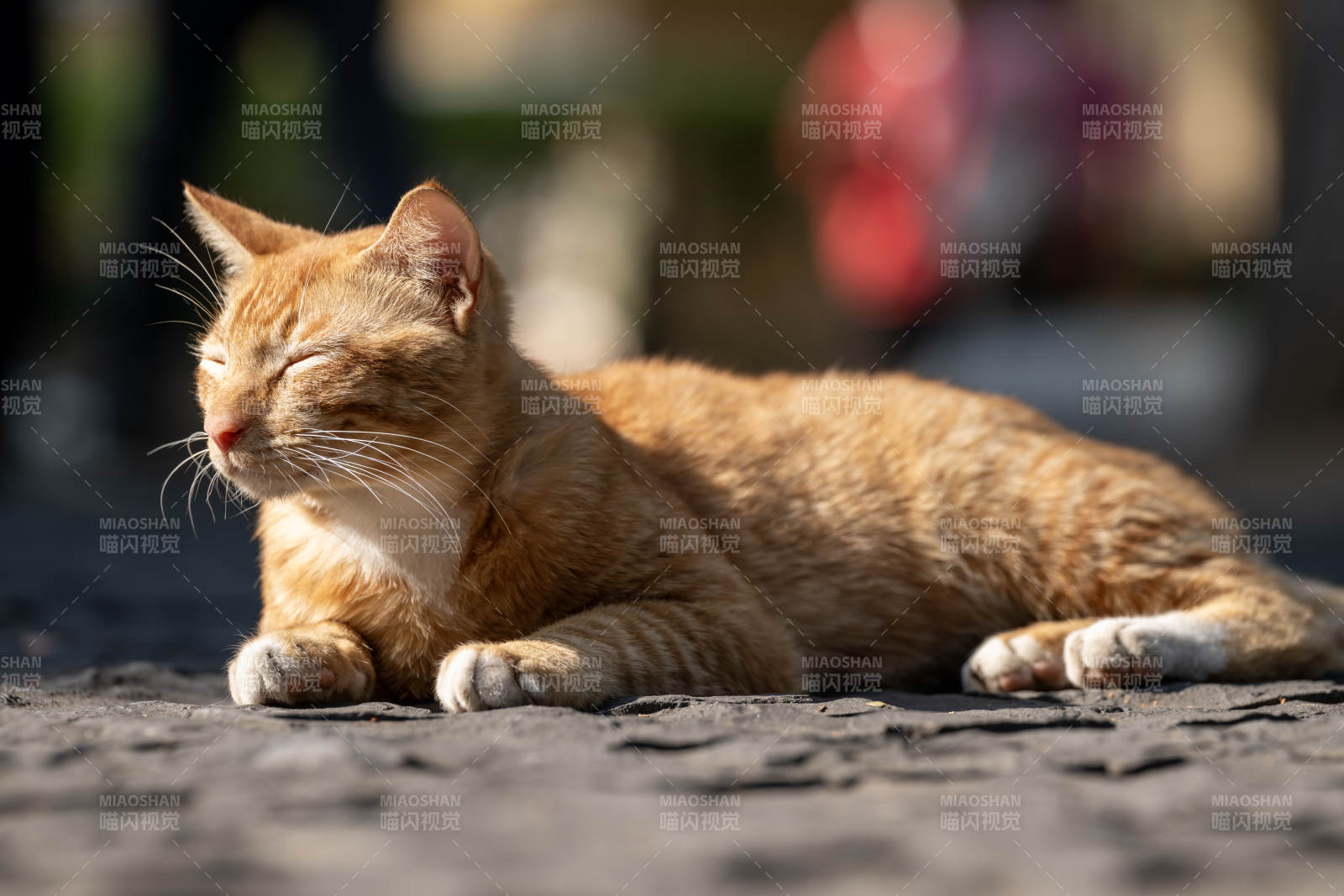 橙猫晒太阳图片