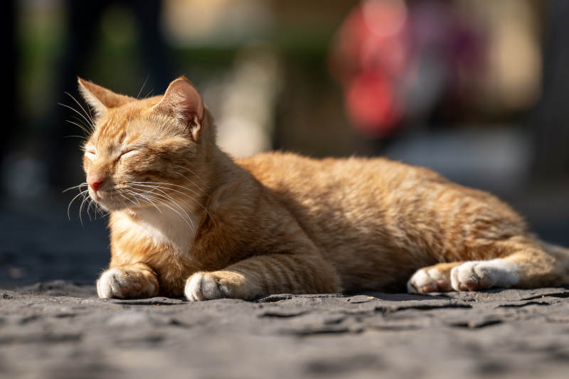 橙猫晒太阳图片