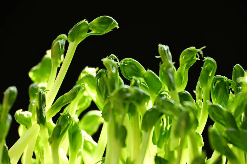 微距镜头里的水生栽培豆芽图片