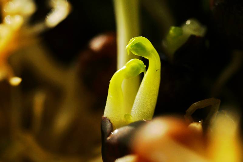 微距镜头里的豆芽苗图片