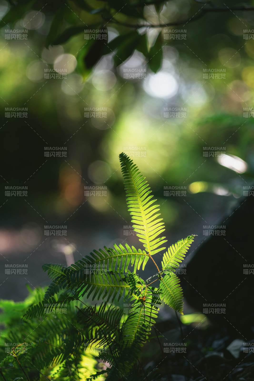 绿叶光影图片