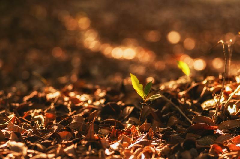 新芽破土氛围感图片