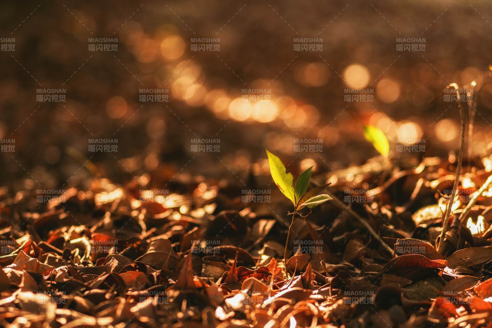 新芽破土氛围感图片
