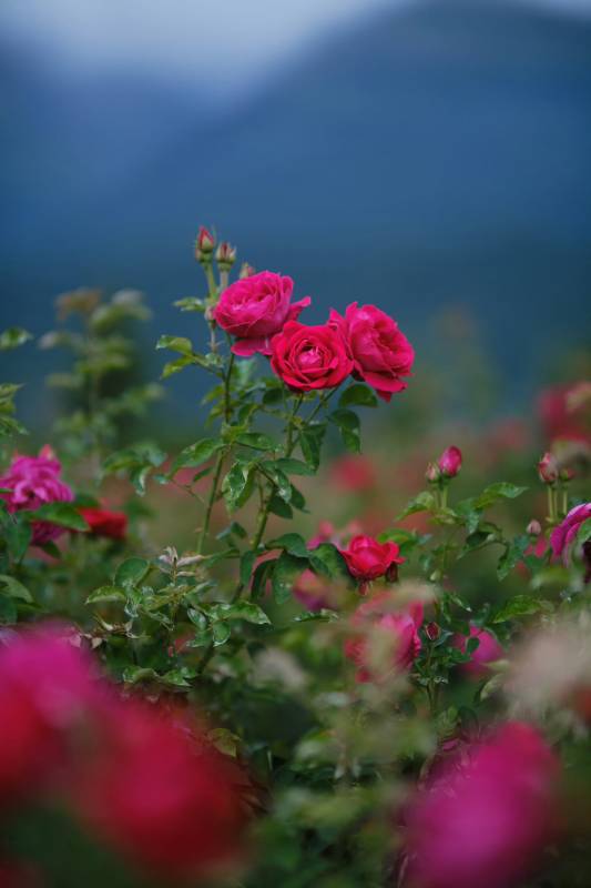 山间玫瑰绽放图片