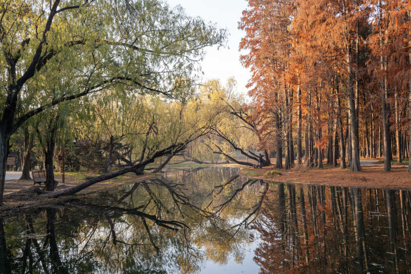 秋水映林 静谧如画图片