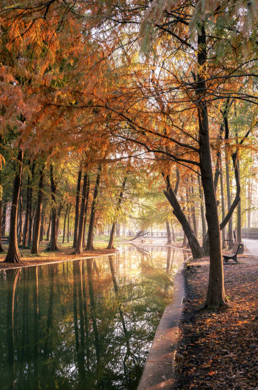 秋林倒影静谧湖图片