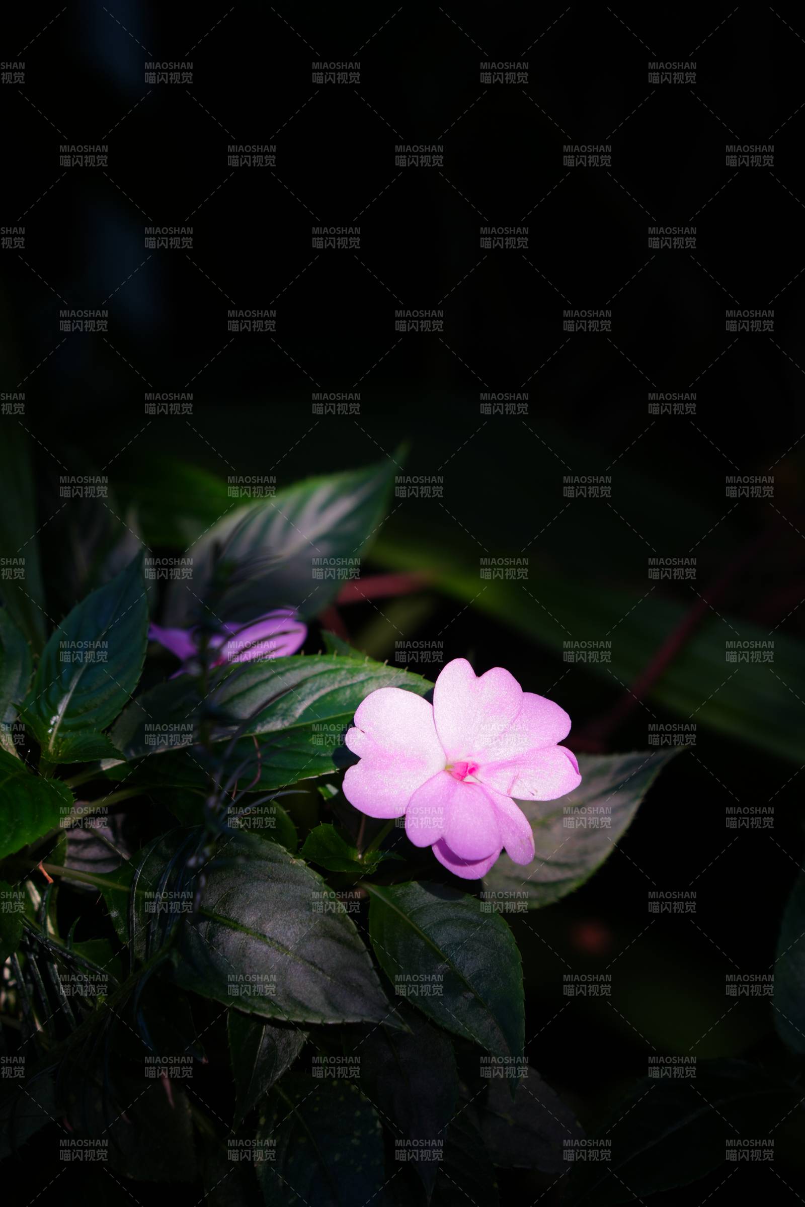 粉花绿叶静谧夜图片