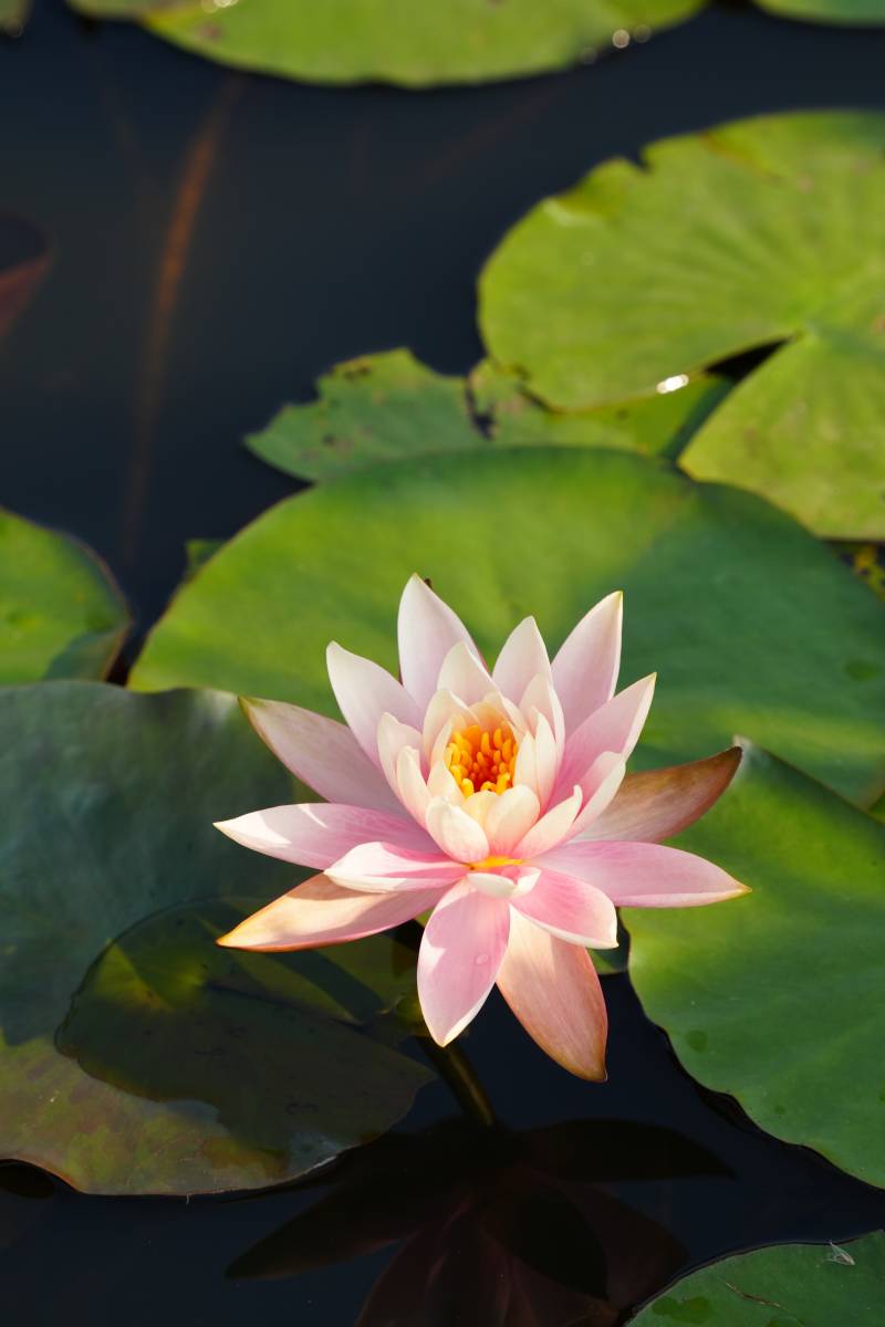 粉莲静绽水中央图片