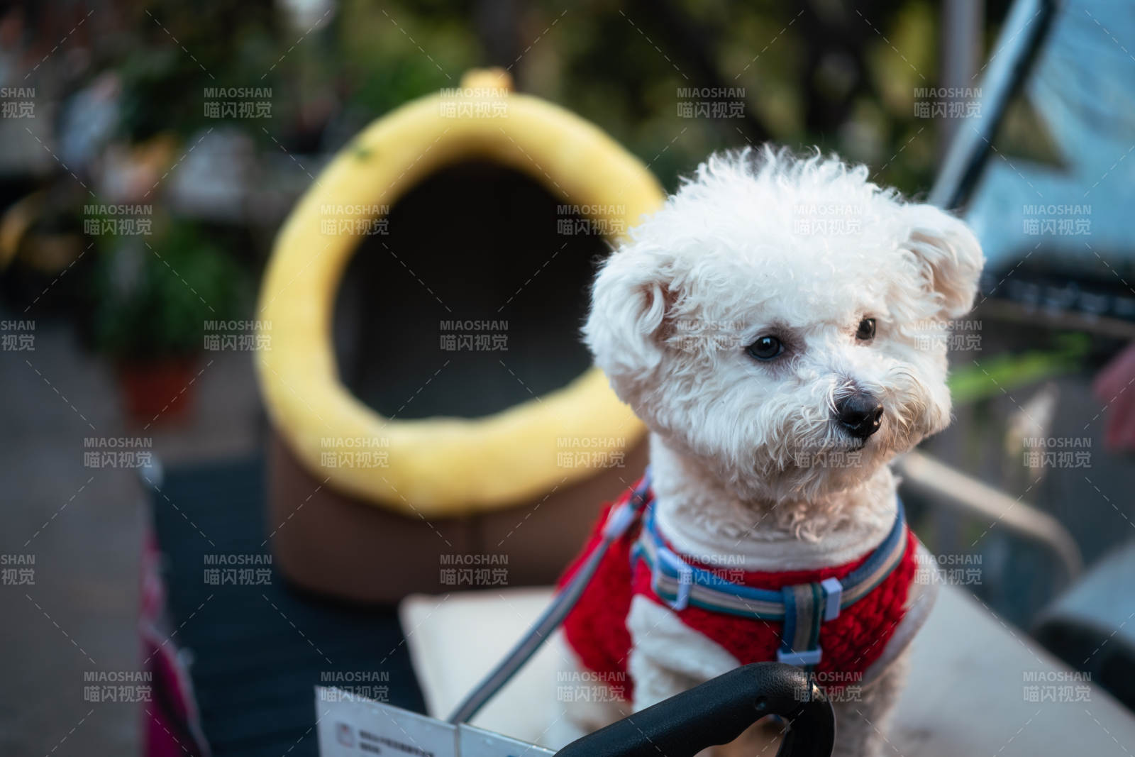 萌犬穿红衣 可爱十足图片