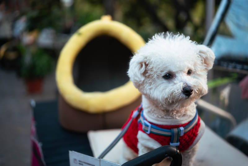 萌犬穿红衣 可爱十足图片