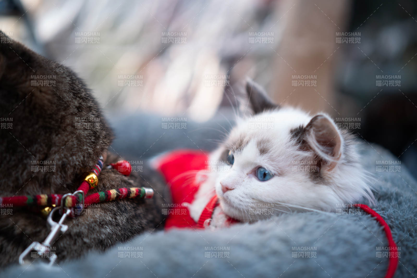 萌猫依偎 温馨可爱图片