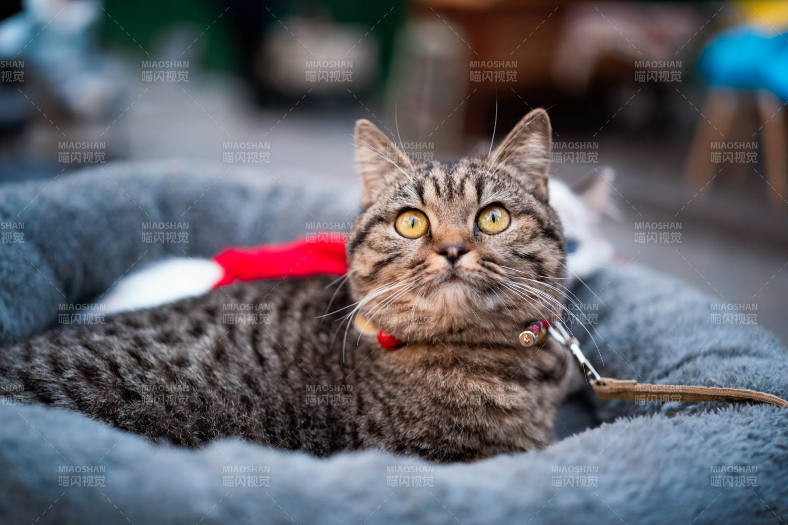 猫咪的悠闲时光图片