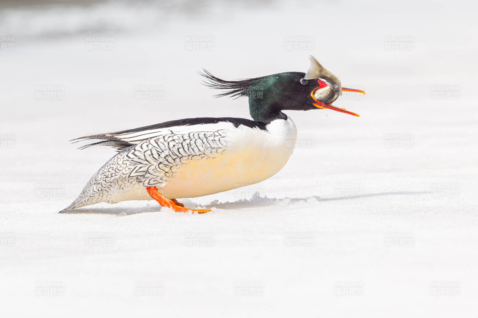 红嘴鸭雪地行走图片