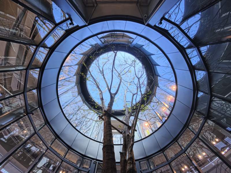 穹顶下的树影图片