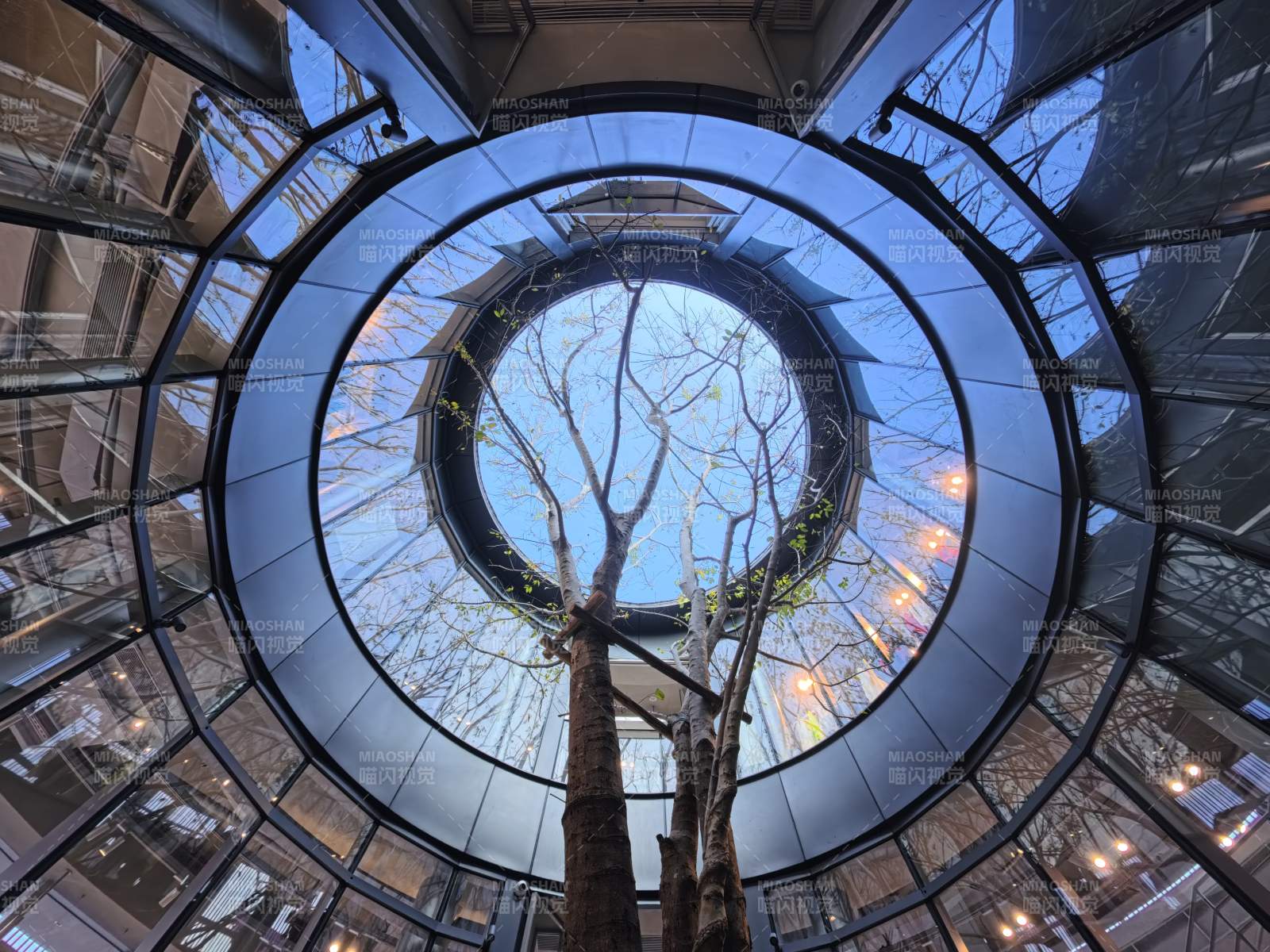 穹顶下的树影图片