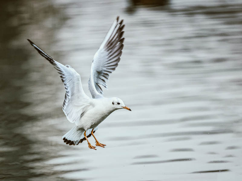 飞翔的海鸥图片