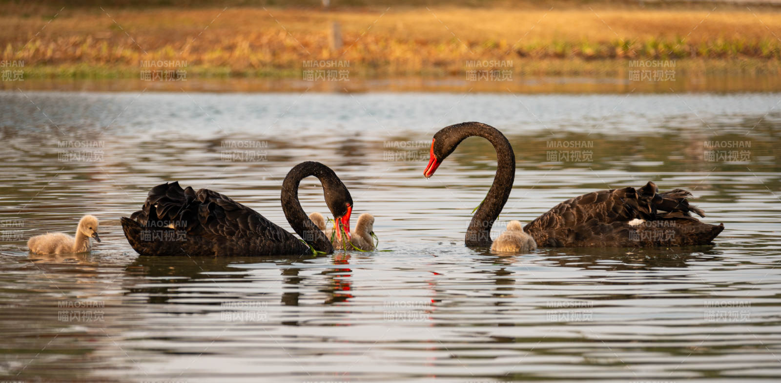 黑天鹅一家游湖图片