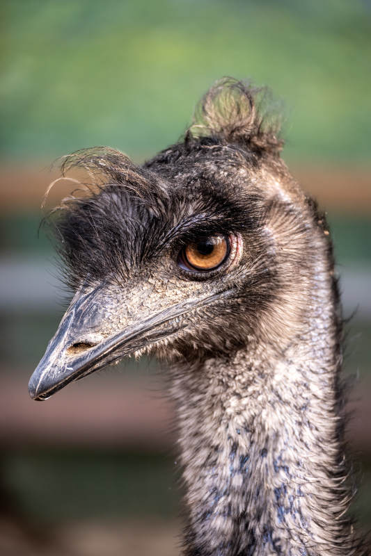 玉田湖鸸鹋凝视图片