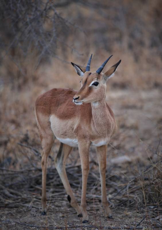 草原上的小羚羊图片