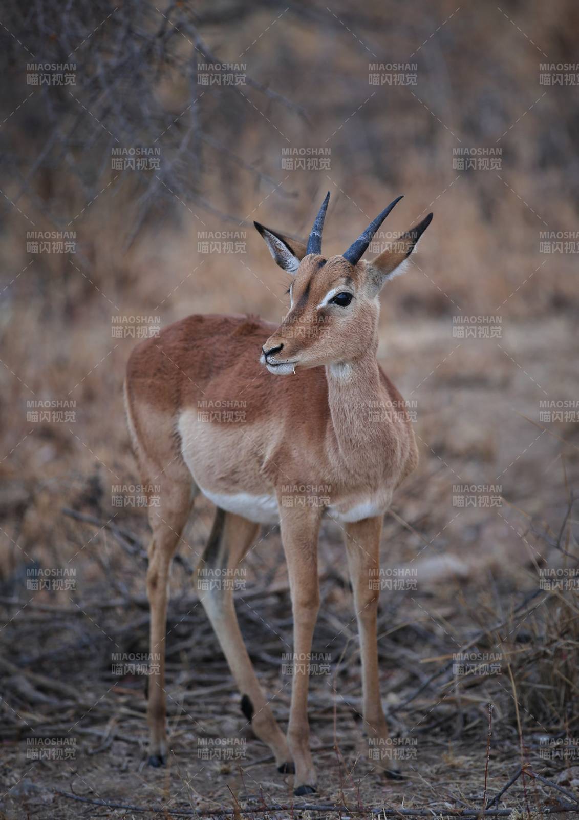 草原上的小羚羊图片