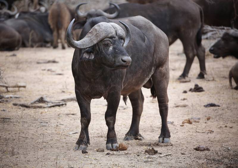 水牛群中的一头雄牛图片