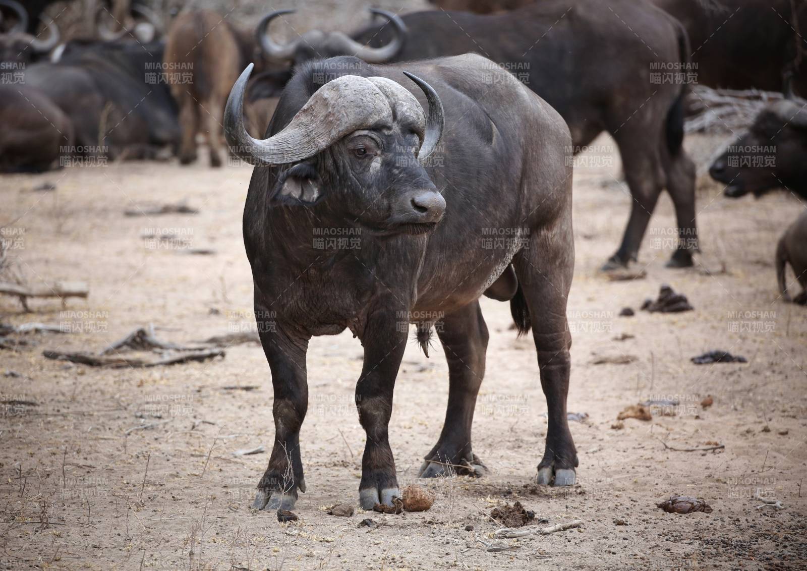 水牛群中的一头雄牛图片