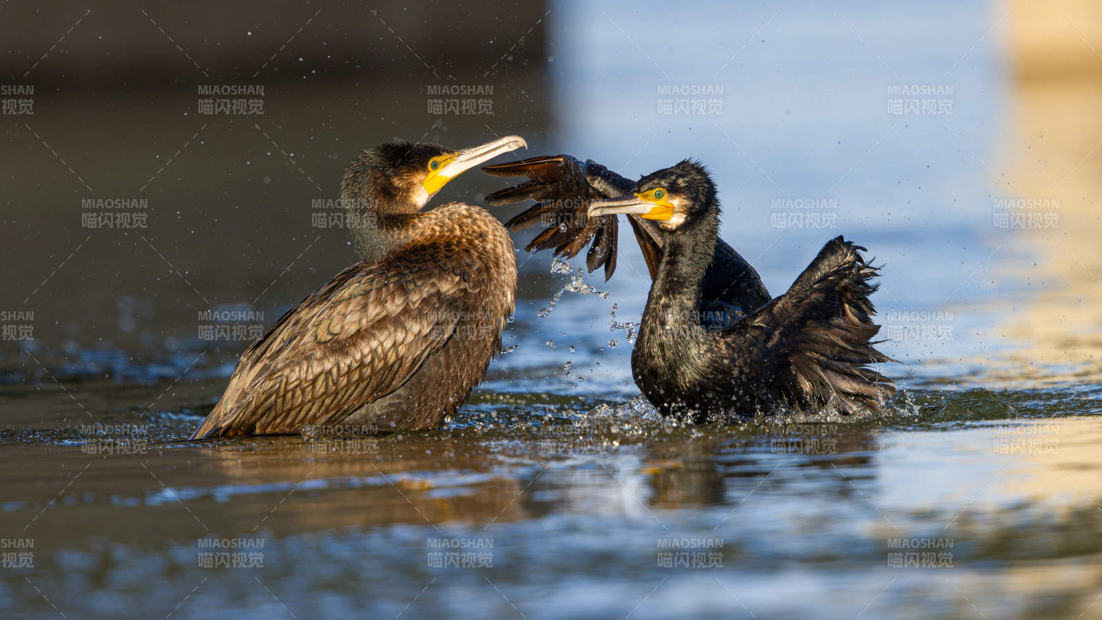 双鸟戏水争鸣图片