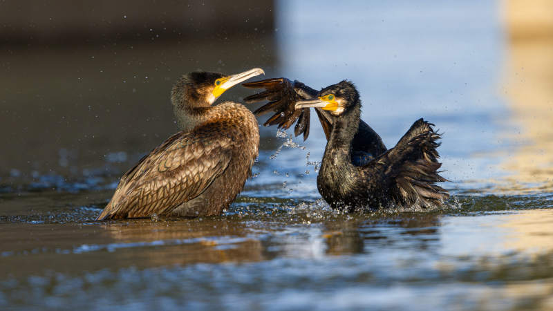 双鸟戏水争鸣图片