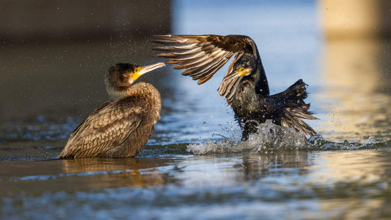 水鸟嬉戏瞬间图片