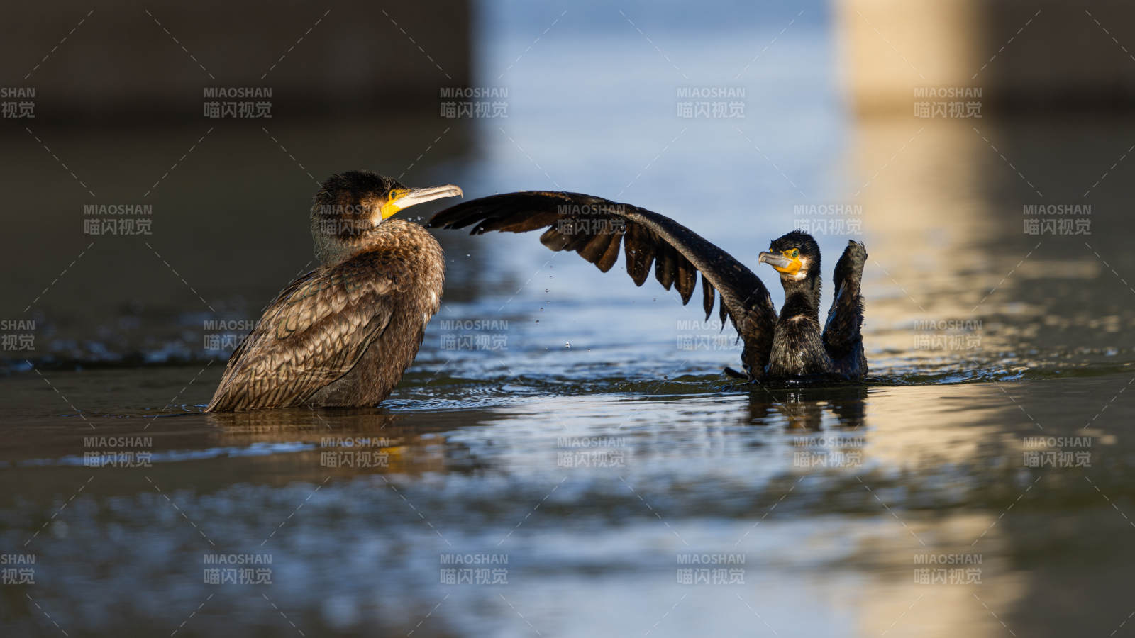 水鸟展翅戏水 普通鸬鹚 吉林市图片