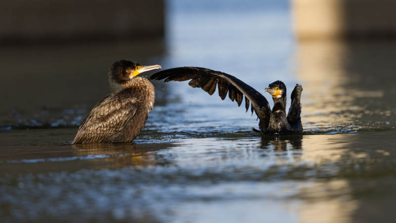 水鸟展翅戏水 普通鸬鹚 吉林市图片