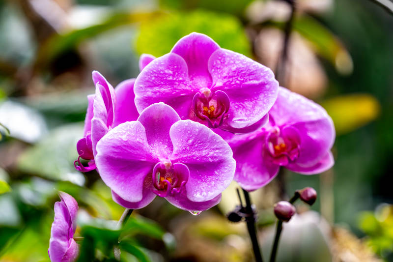 紫色蝴蝶兰盛开图片