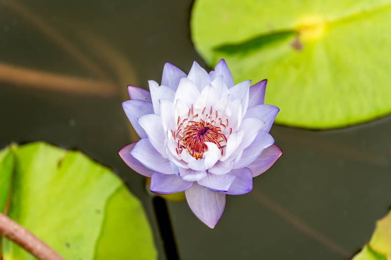 紫白莲花绽放图片