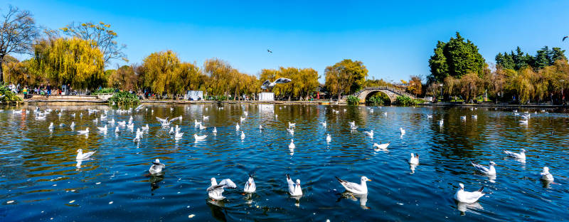 湖畔秋色鸭群戏水图片