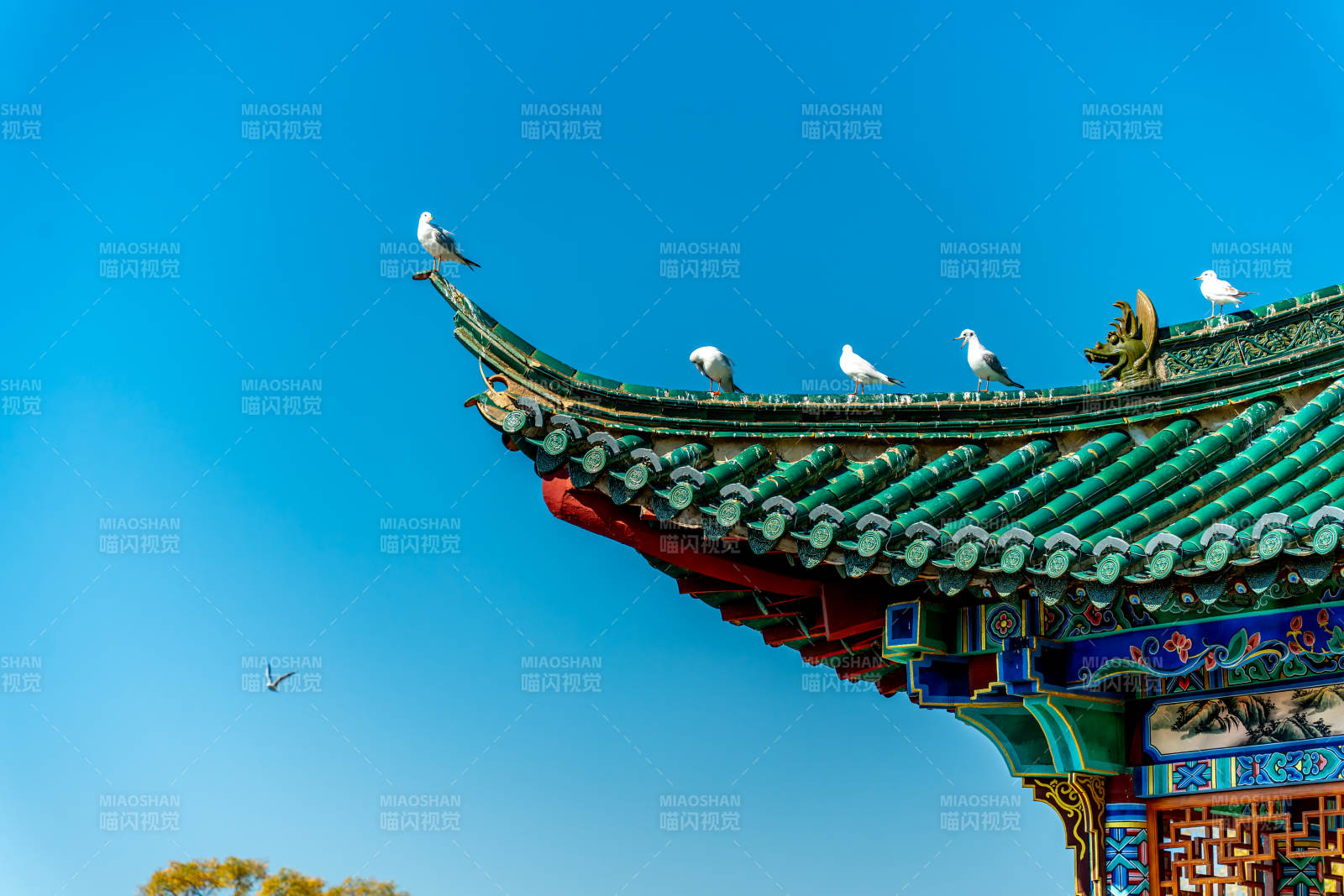 飞鸟栖檐 碧空如洗图片