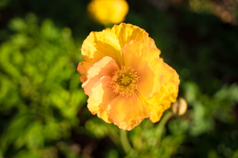 橙黄虞美人绽放图片