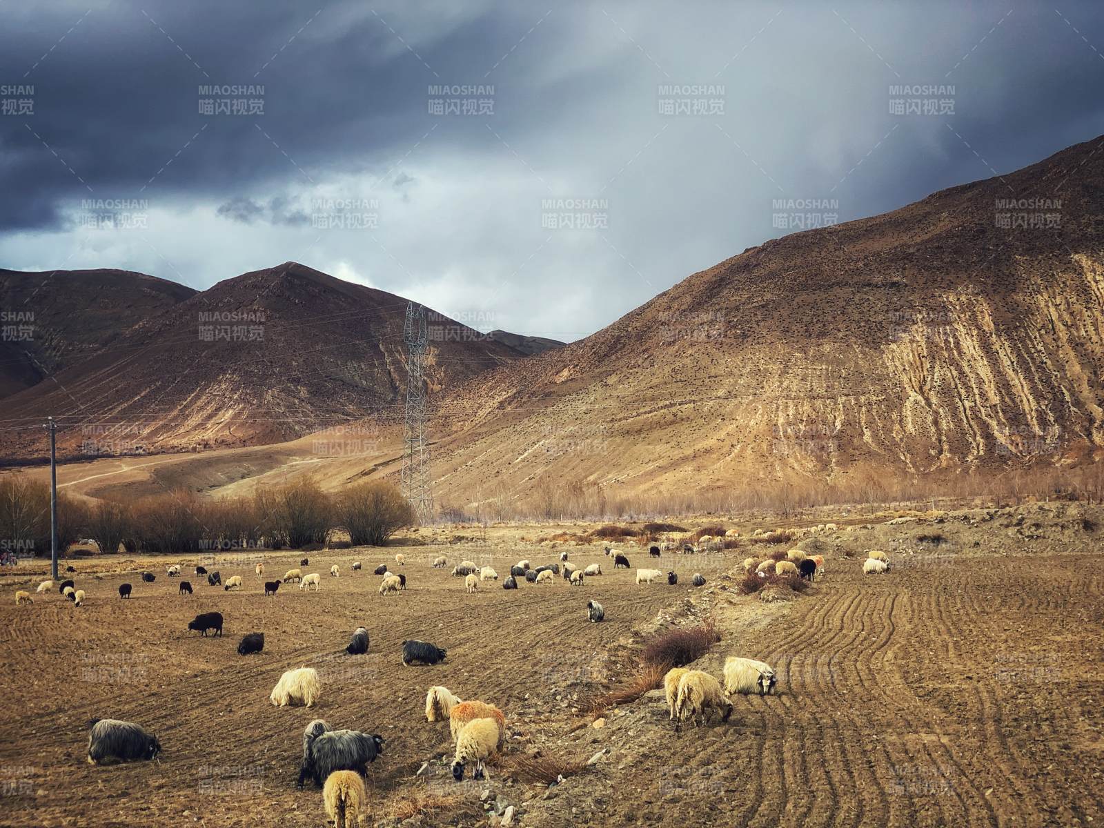 西藏 高原牧羊图图片