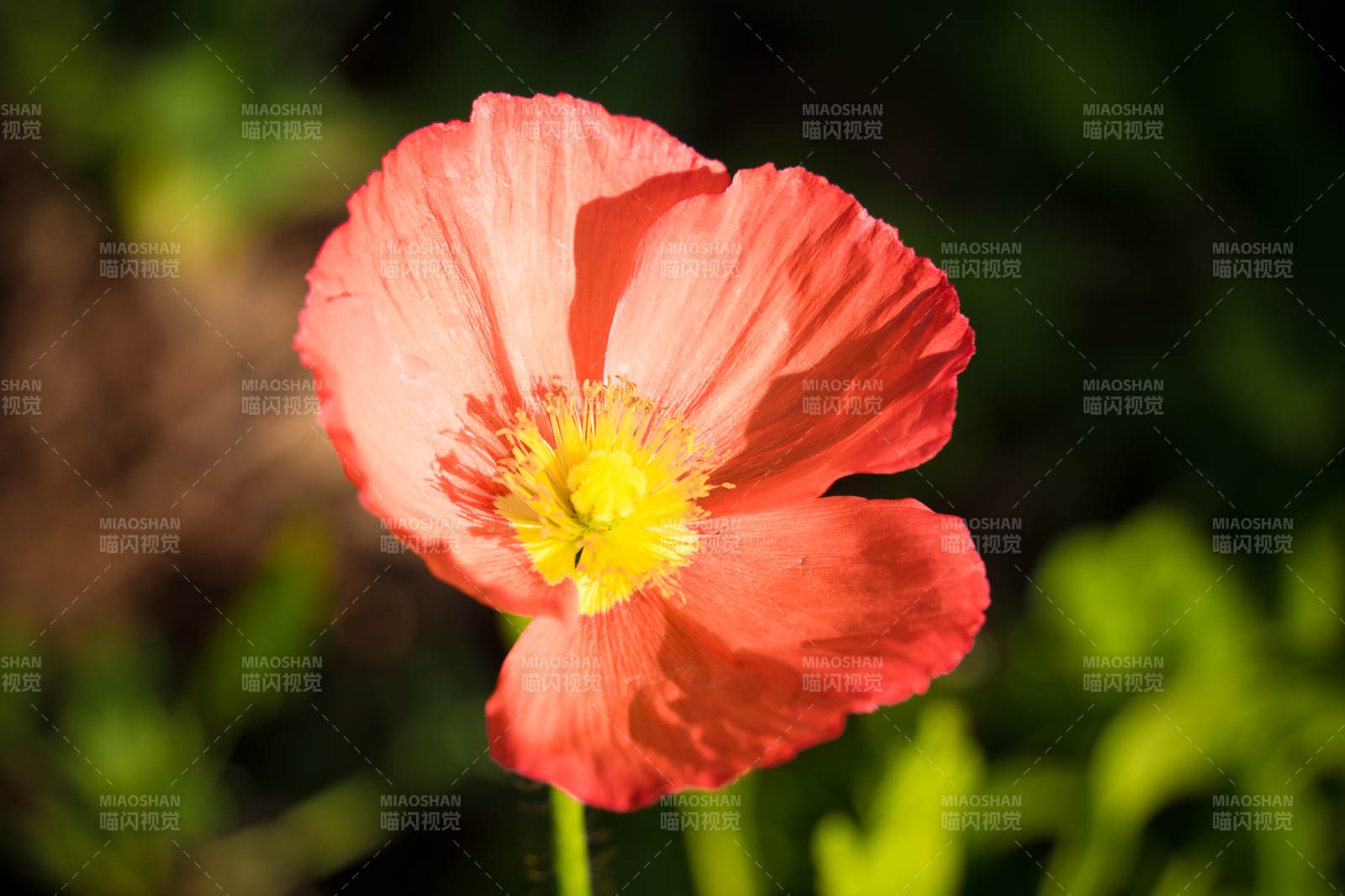 虞美人绽放图片