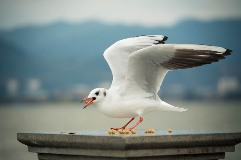 海鸥展翅觅食图片