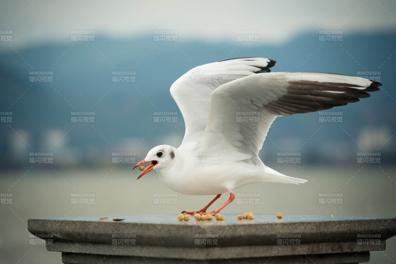 海鸥展翅觅食图片