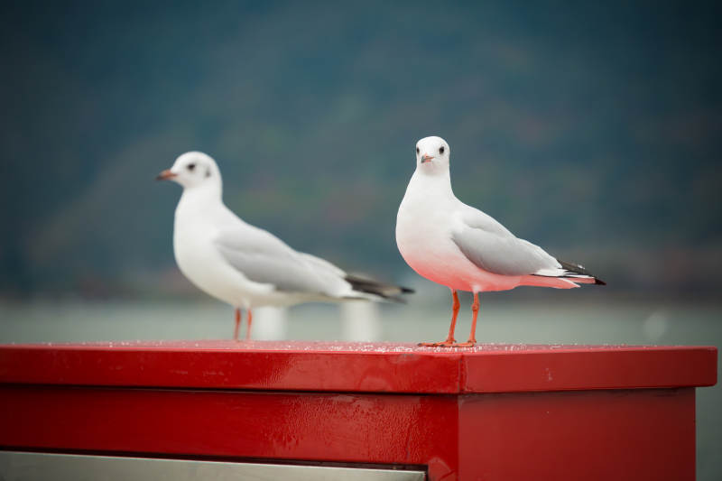 双鸥栖红栏图片