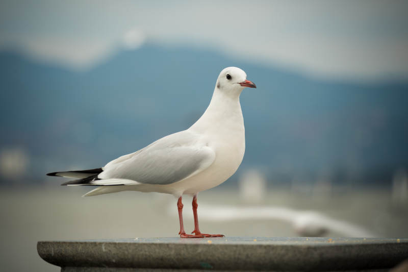 白鸥静立观山景图片