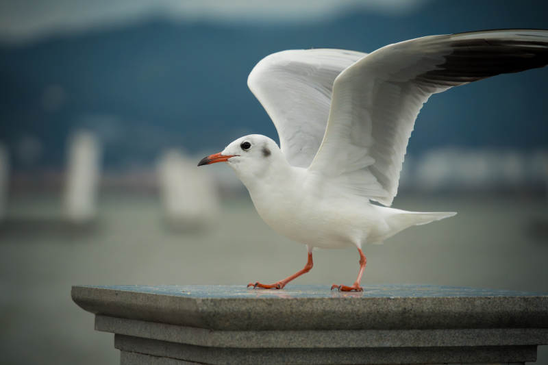 海鸥展翅立石上图片
